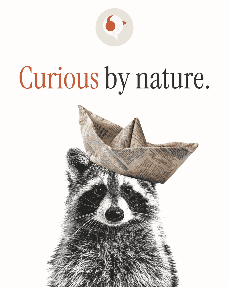 A raccoon with a folded-newspaper boat as a hat — curious by nature.